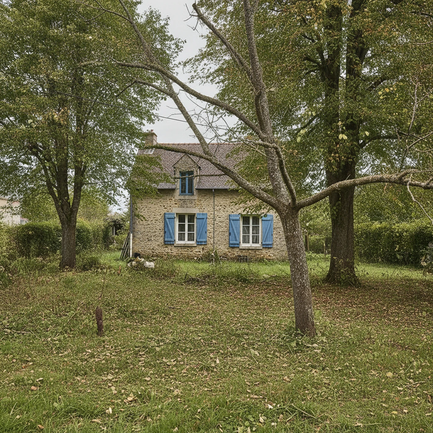 Tilleul sécurisé après retrait du bois mort et nettoyage du houppier à Angers