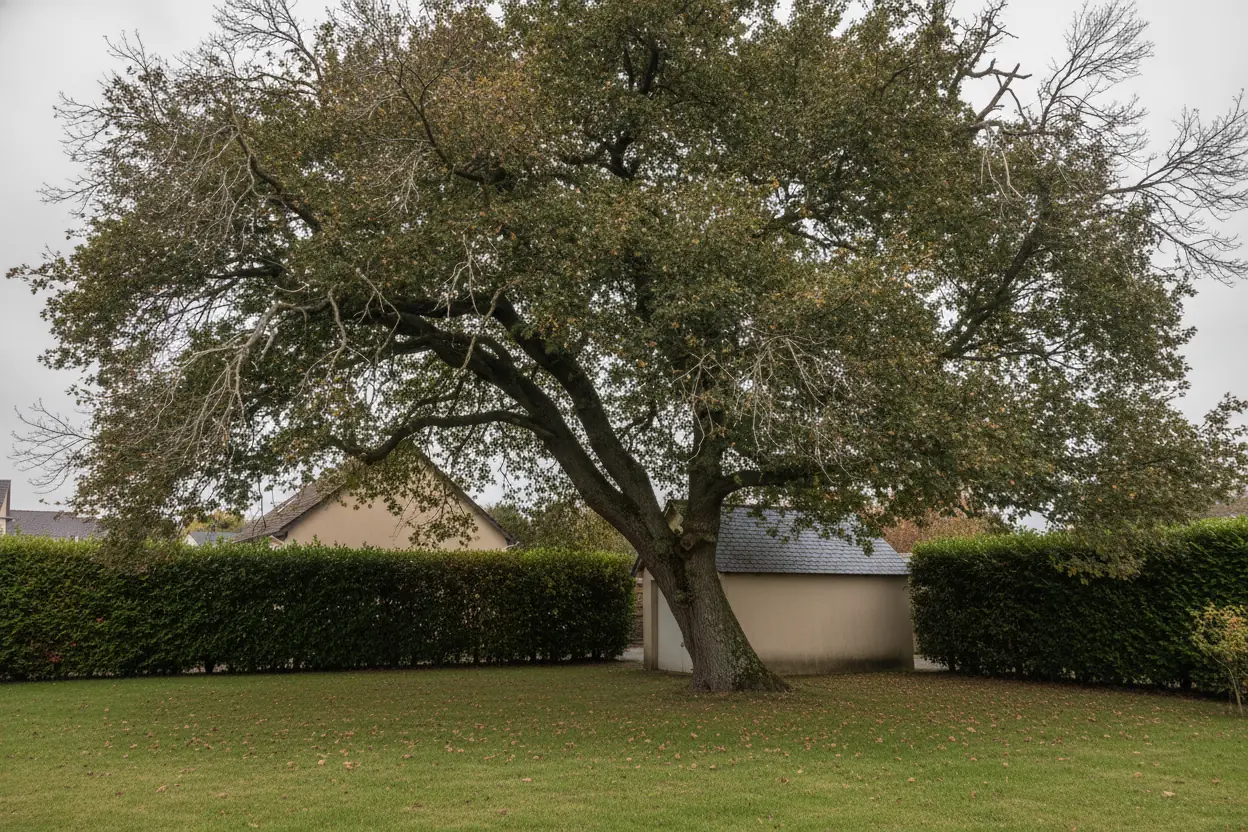 Grand chêne avec houppier dense et branches mortes dans jardin pavillonnaire à Avrillé avant élagage